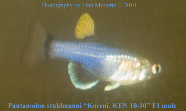 Billeder af Pantanodon stuhlmanni